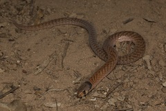 Pygopus schraderi