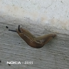 Helicarionoidea