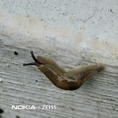 Helicarionoidea