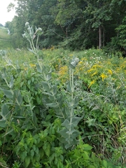 Helianthus mollis