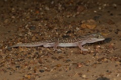 Lucasium steindachneri