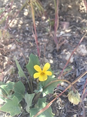 Viola purpurea aurea