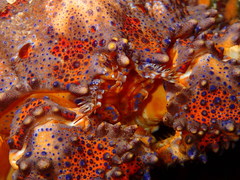 Echidnocerus cibarius