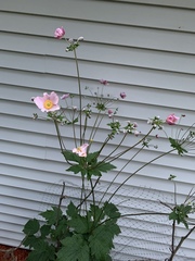 Eriocapitella × hybrida