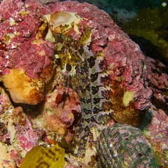 Heteroclinus roseus