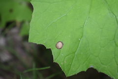 Puccinia poarum