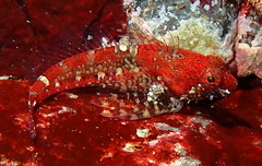 Artedius harringtoni