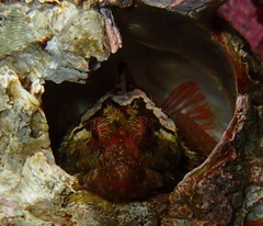 Artedius harringtoni