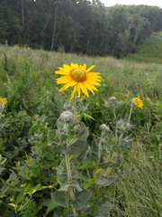 Helianthus mollis