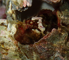 Artedius harringtoni