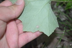 Puccinia poarum
