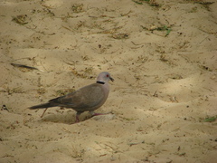Streptopelia decipiens