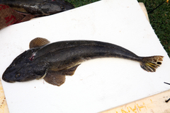 Platycephalus australis