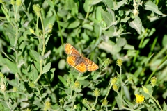 Phyciodes orseis