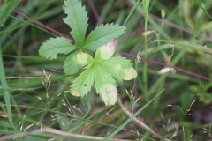 Peronospora potentillae