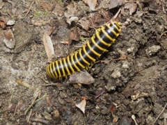 Apheloriini