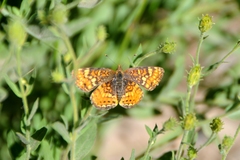 Phyciodes orseis