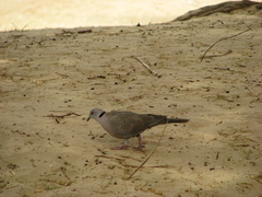 Streptopelia decipiens