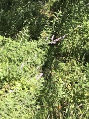 Salvia