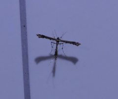 Stenoptilodes sematodactyla