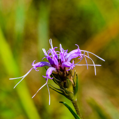 Liatris tenuis