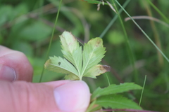 Peronospora potentillae