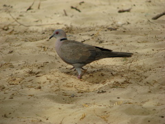 Streptopelia decipiens
