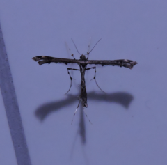 Stenoptilodes sematodactyla