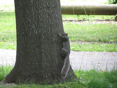 Sciurus carolinensis