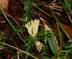 Ramaria lorithamnus