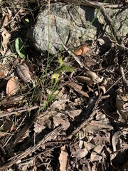 Pterostylis longifolia