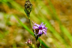 Liatris tenuis