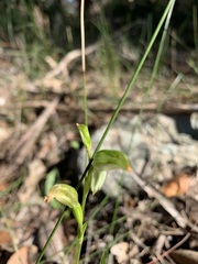 Pterostylis longifolia