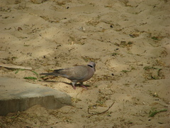 Streptopelia decipiens
