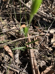 Pterostylis longifolia