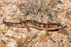 Eremiascincus richardsonii