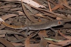 Strophurus taenicauda