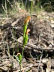 Pterostylis longifolia