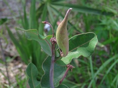 Asclepias amplexicaulis