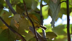 Todirostrum maculatum