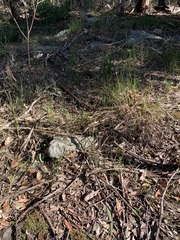 Pterostylis longifolia