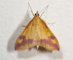 Pyrausta scurralis