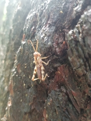 Melanoplus punctulatus