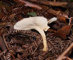 Singerocybe clitocyboides