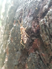 Melanoplus punctulatus