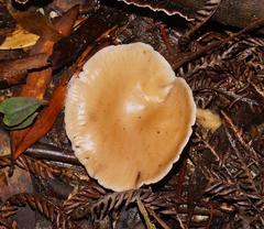 Singerocybe clitocyboides