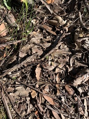 Pterostylis longifolia