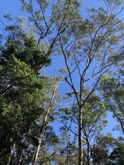 Pterostylis longifolia