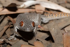 Strophurus taenicauda