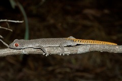 Strophurus taenicauda
